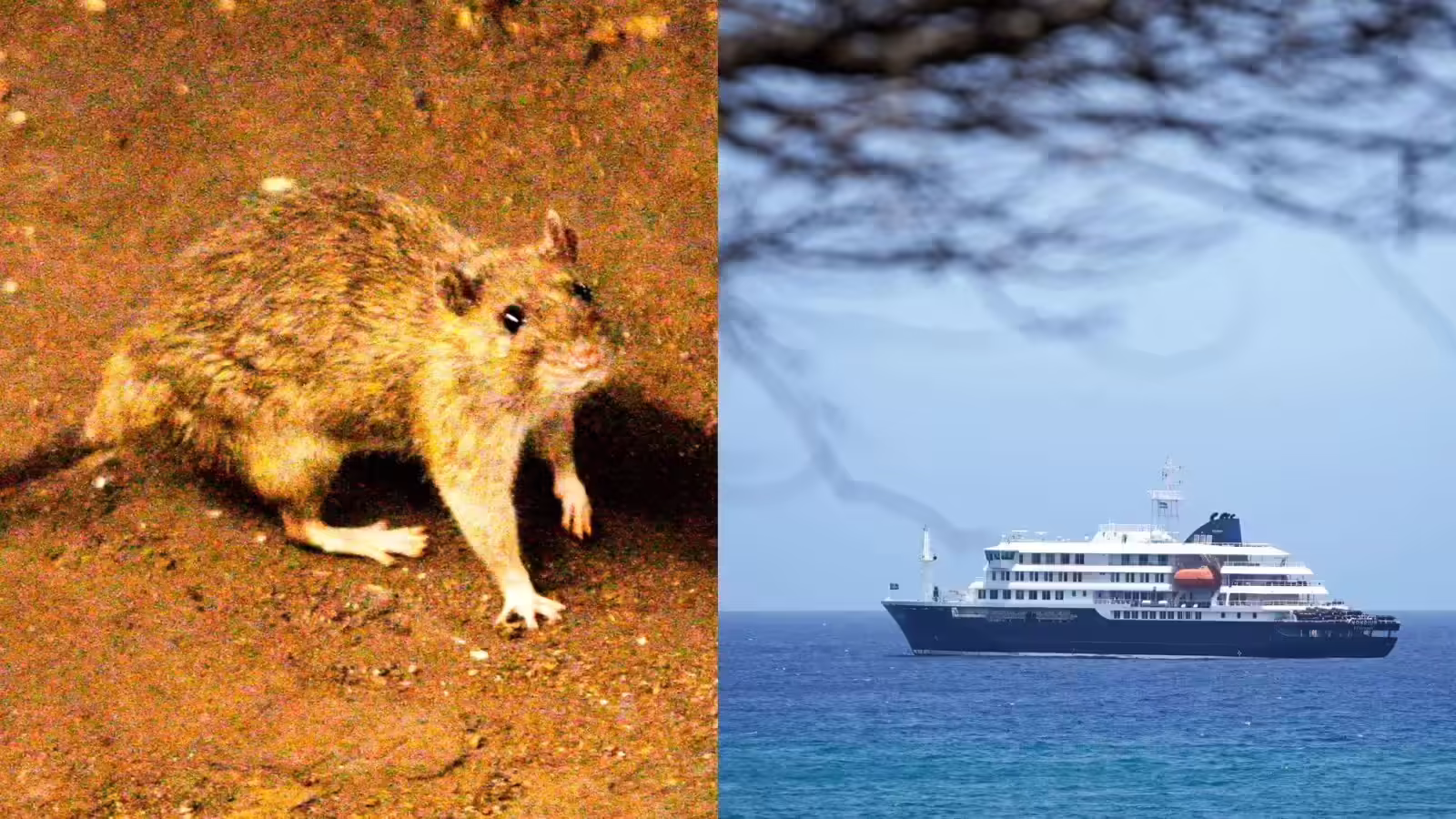 Hantavirus Alert: Flight Bans and Important Travel Insurance Info