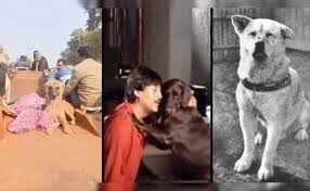 Unique Friendship Between Baby Elephant and Dog Goes Viral