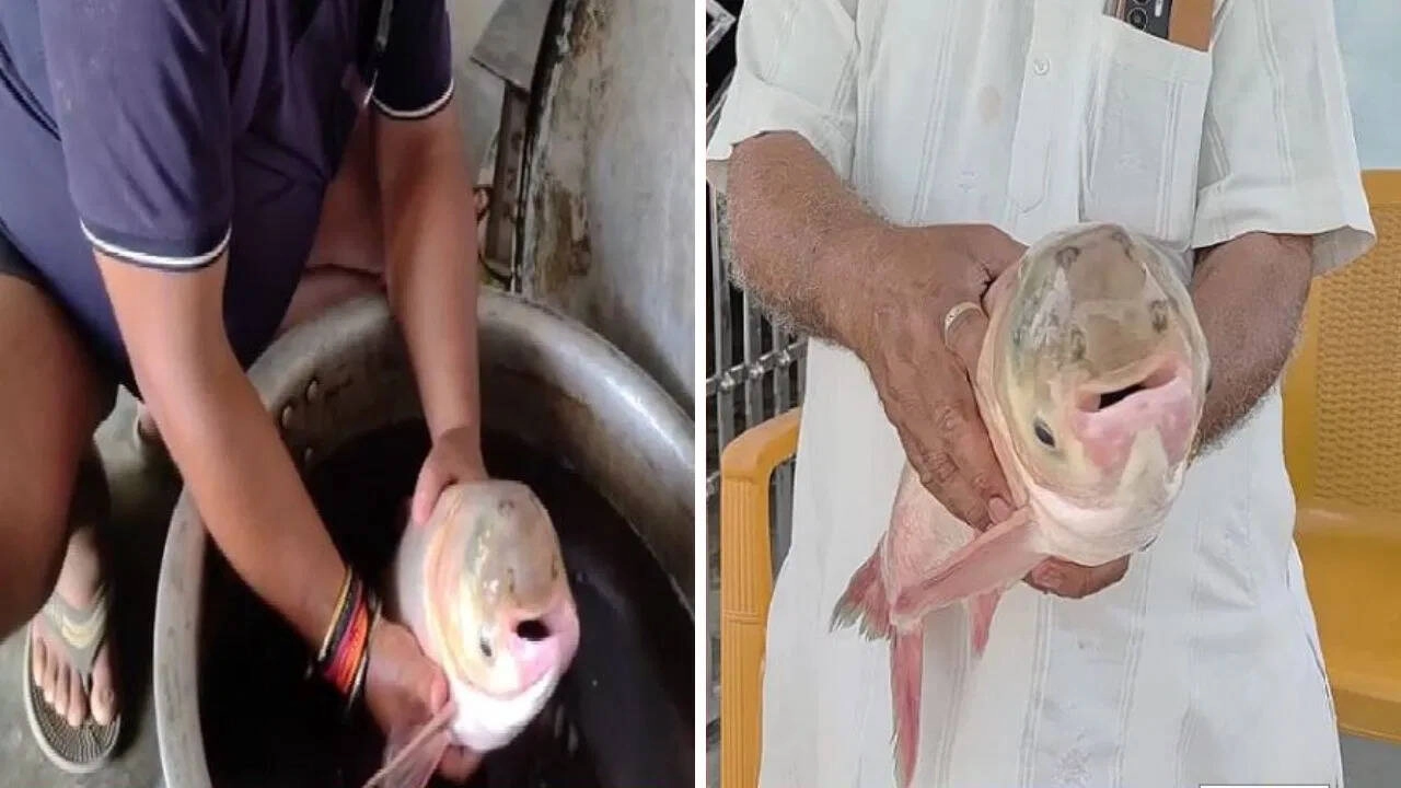 Rare Four-Eyed Fish Found in Motihari Sparks Curiosity