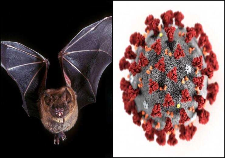 New Deadly Coronavirus Strain Found in Bats Raises Pandemic Fears