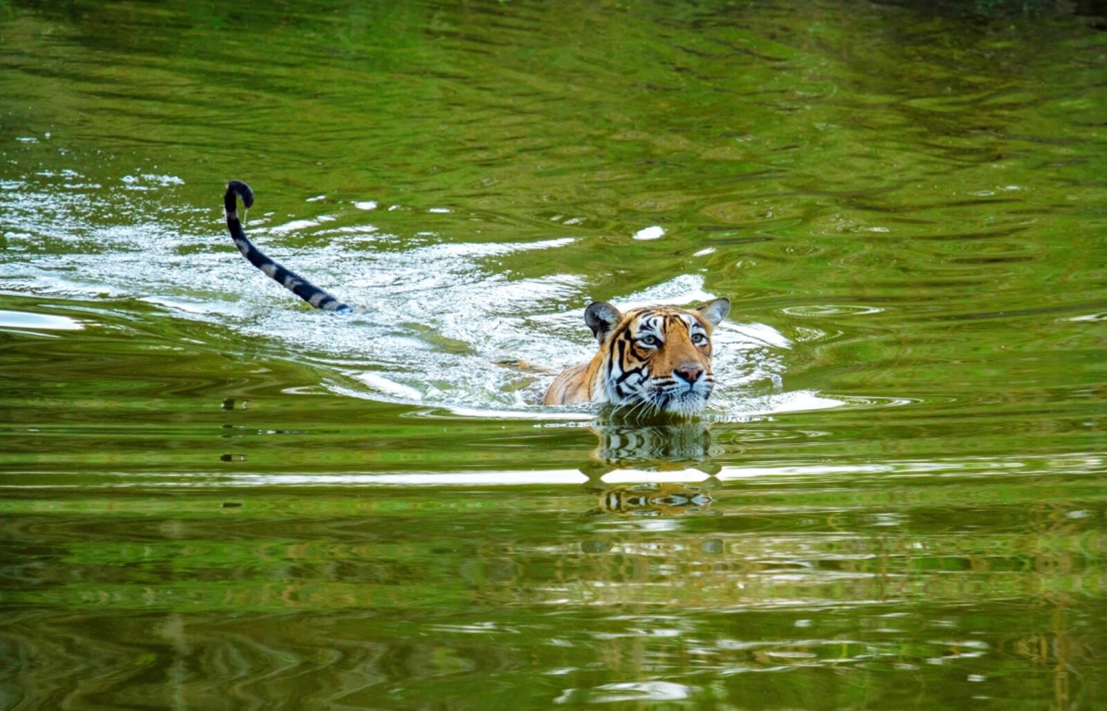 Wildlife Health Monitoring at Ranthambore: Healthy Tigers & More