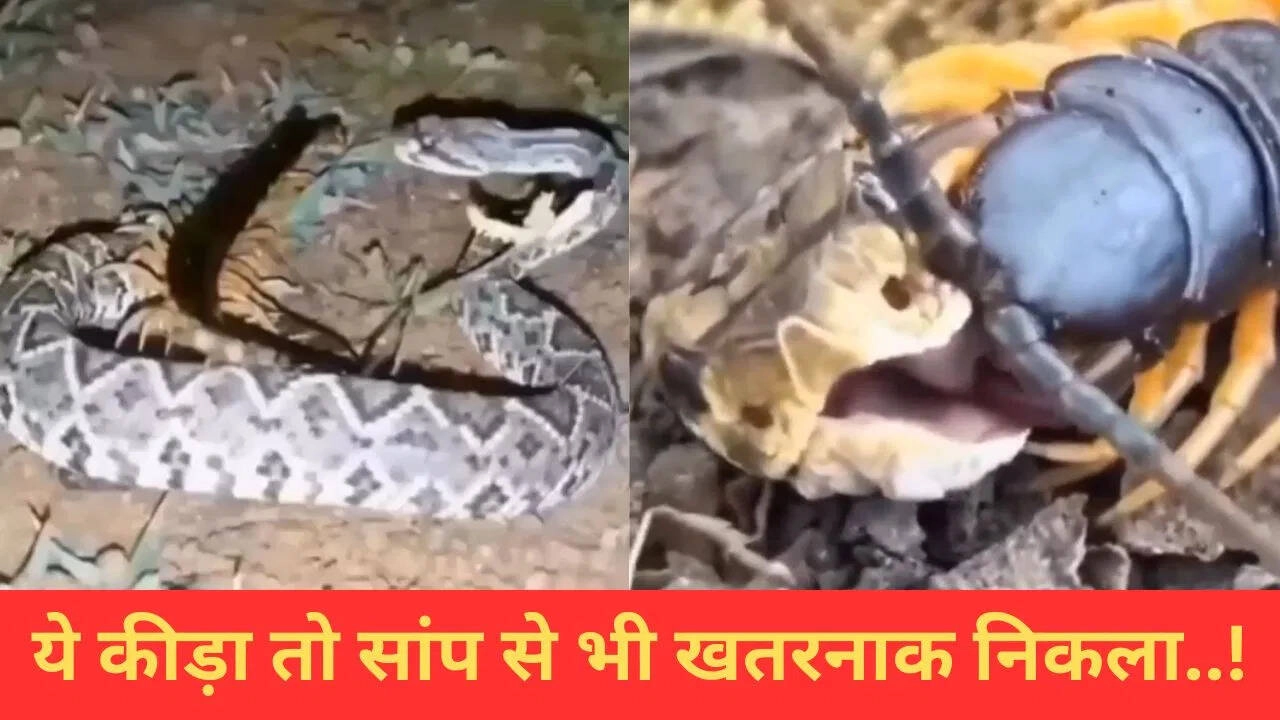 Small Bug Defeats Dangerous Snake: Watch the Video