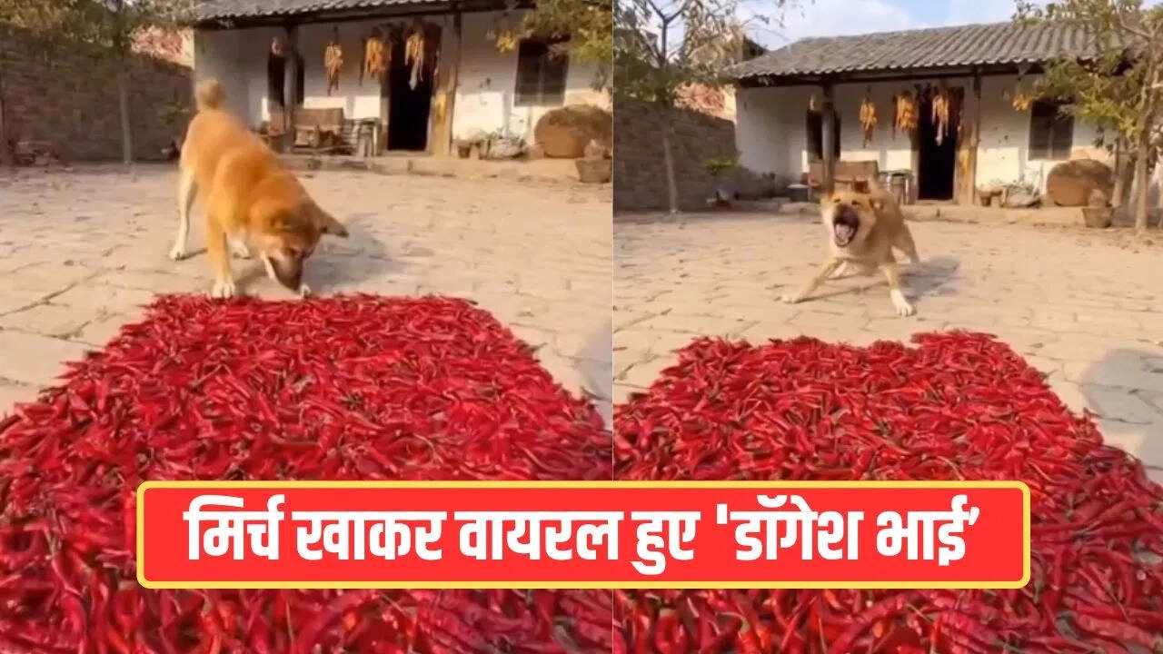 Dog Eats Red Chili Thinking It's Candy, Hilarious Video!