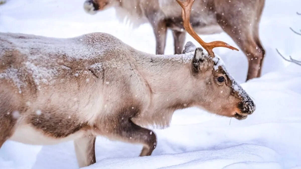 Unique Creature Changes Eye Color with Weather, Goes Viral