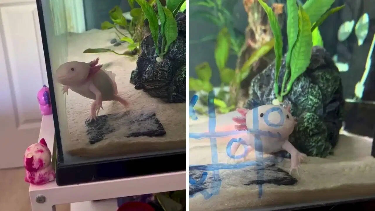 Pet Axolotl Plays Tic-Tac-Toe, Internet Impressed!