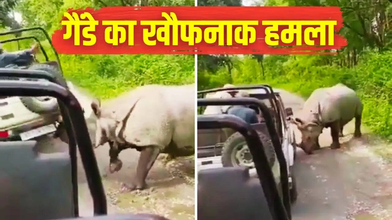 Rhino Charges Safari Jeep in Assam's Manas National Park