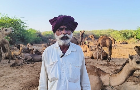 Gujarat: Camel Milk Becomes a New Income Source in Kutch