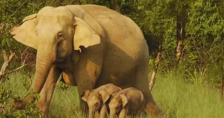 Unique Scene in Jim Corbett Park: Elephant Gives Birth to Twins