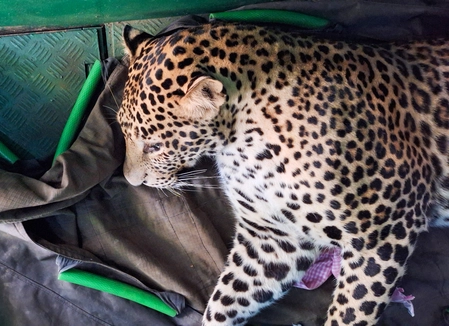 Villagers in Purnia, Bihar, Kill Leopard Terrorizing Area