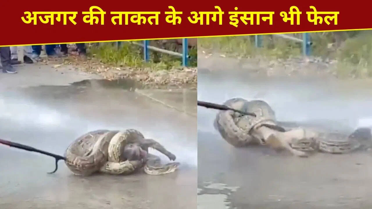 Python's Power: Captures Prey and Won't Let Go - Watch Video