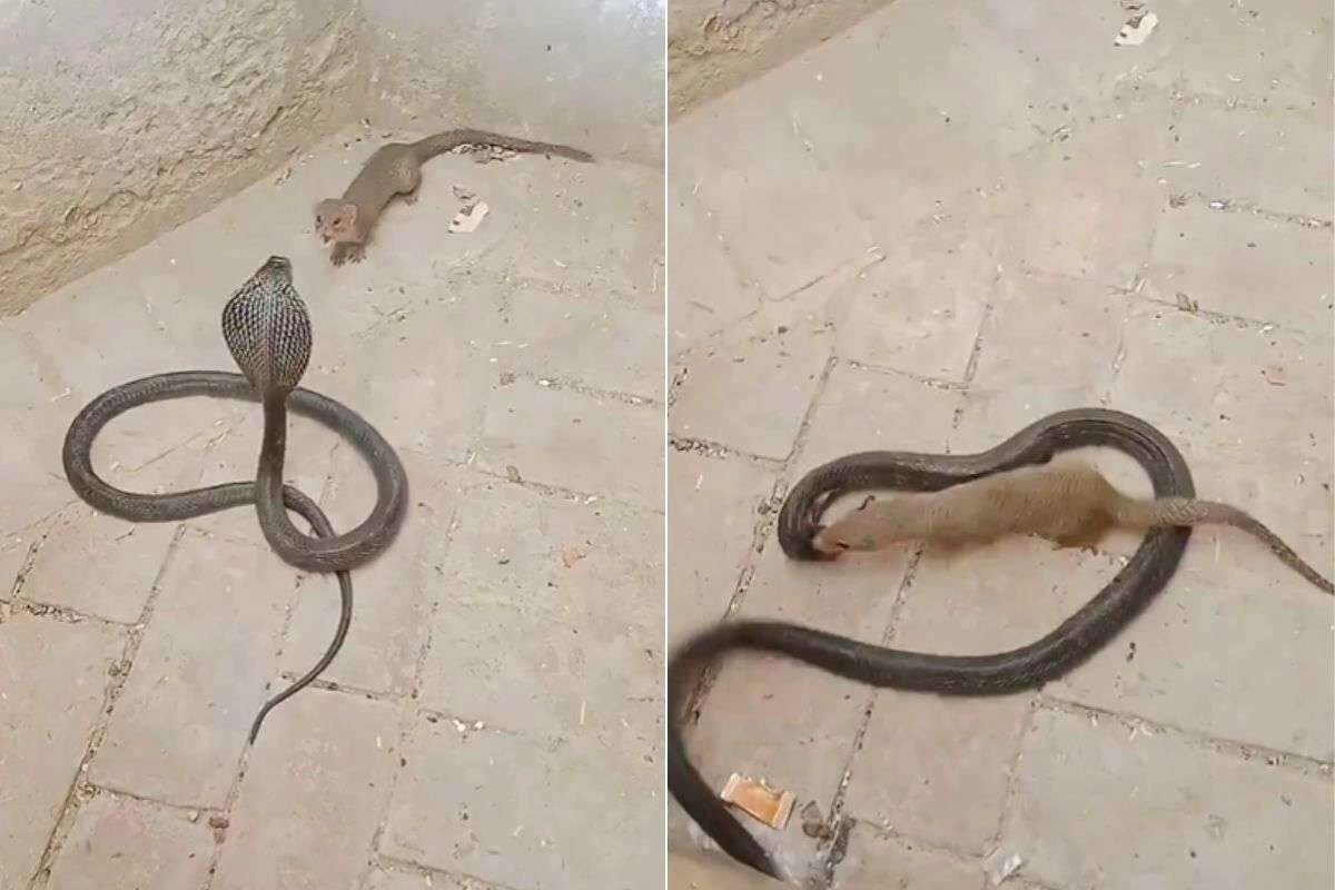 Viral Video: Cobra vs. Mongoose in Deadly 17-Second Clash