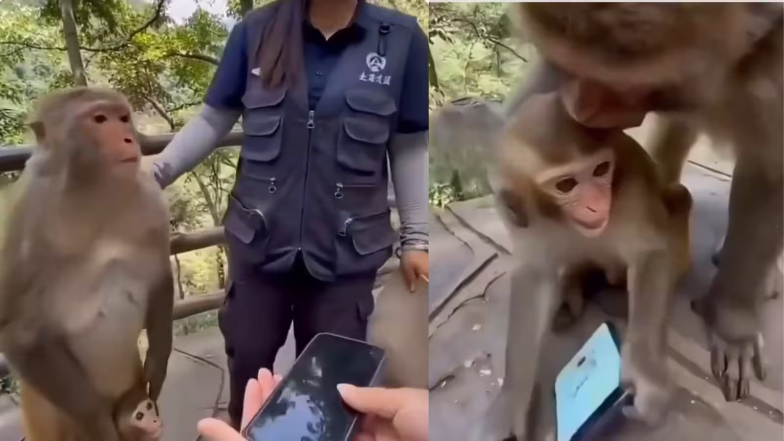 Viral Video: Monkey Returns Phone After Mom's Explanation