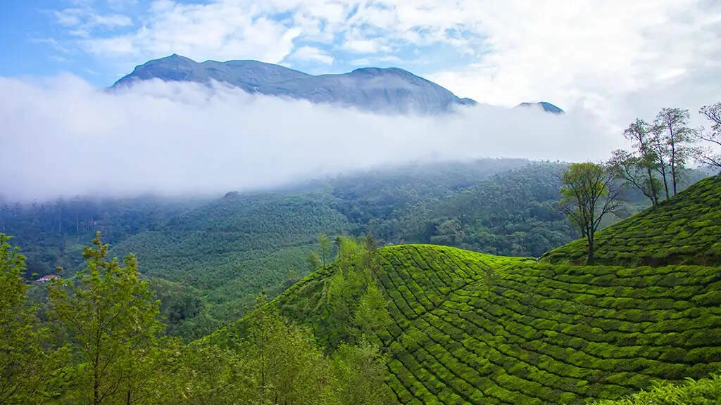 IRCTC's Kerala Tour: Enjoy Munnar's Greenery and Houseboat Nights