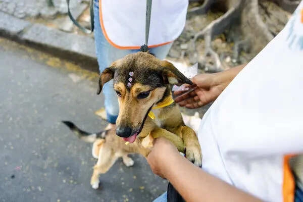 Brazil and Mexico Clash Over a Stray Dog: The 'Caramelo' Debate