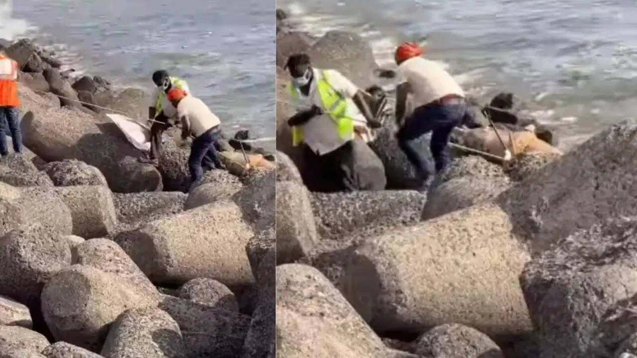 Mysterious Sea Creature Spotted at Marine Drive, Shocking Video