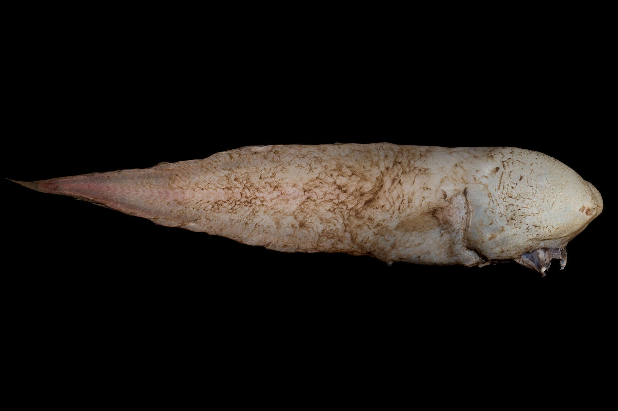 Strange Sea Creature: A Floating Mass Without Face or Eyes