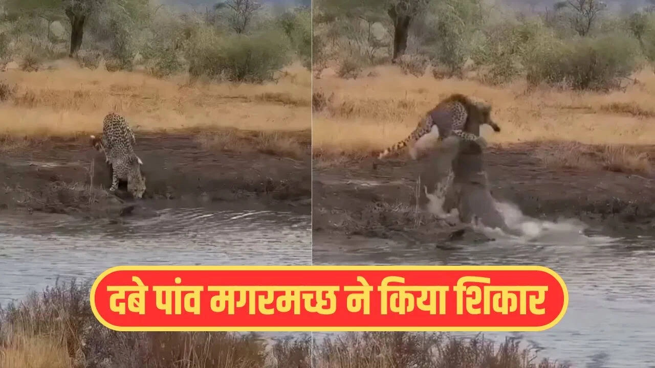 Crocodile Preys on Cheetah Coming to Drink Water