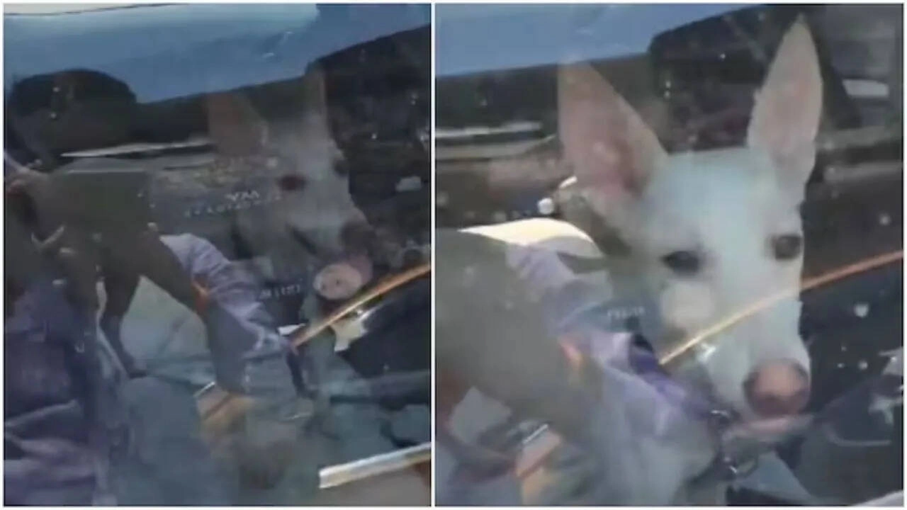 Pet Dog Left in Car Under Hot Sun in Lucknow Sparks Outrage
