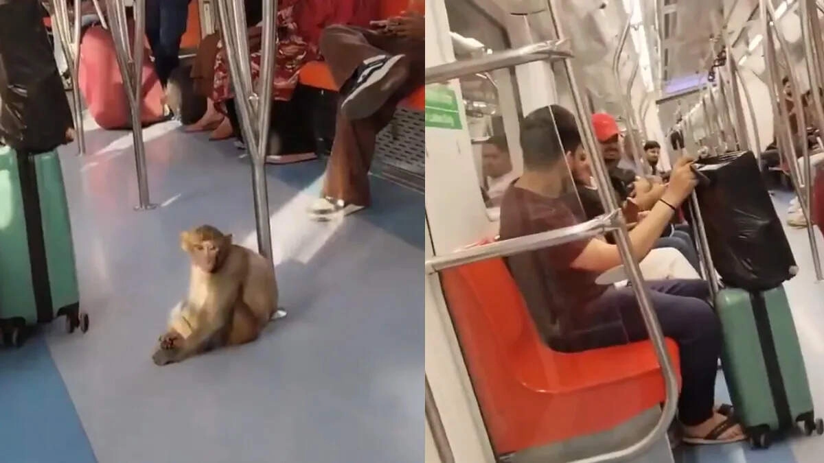 Monkey Joins Delhi Metro Ride, Video Goes Viral