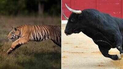 Tiger Hunts Bulls Together, Shocking Sight Leaves Tourists Breathless