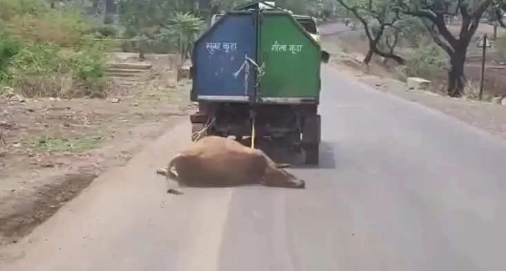 Shocking Video: Cow Dragged by Garbage Truck in Madhya Pradesh