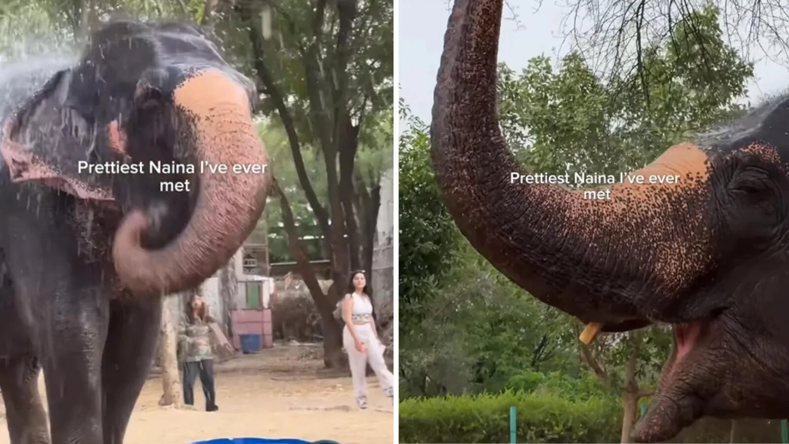 Viral Video: Mischievous Elephant Naina Hits 3.5 Million Views