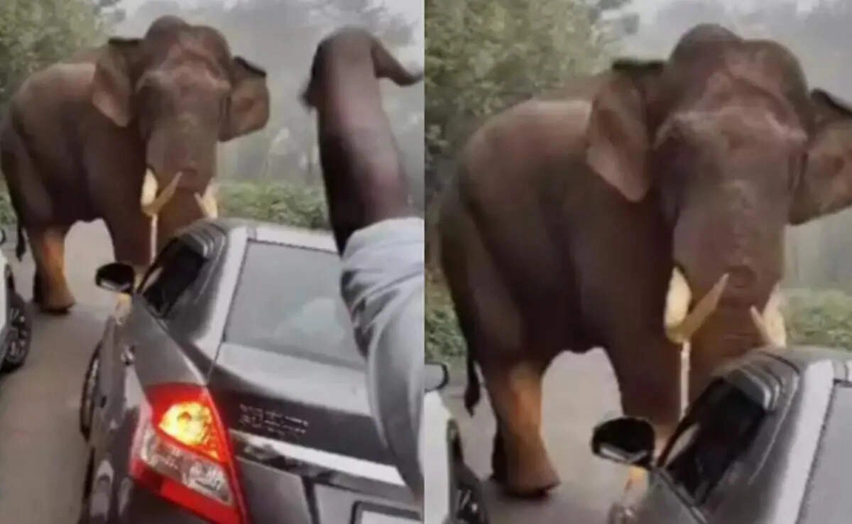Viral Video: Elephant Breaks Wall and Enters Home – Watch Now!
