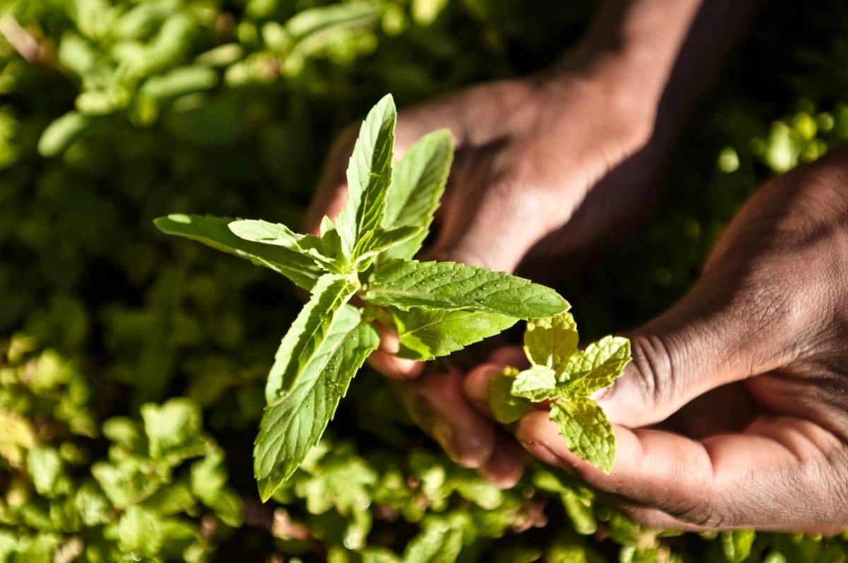Low Cost, High Profit: Grow Sugar-Free Crop for 5 Years of Earnings