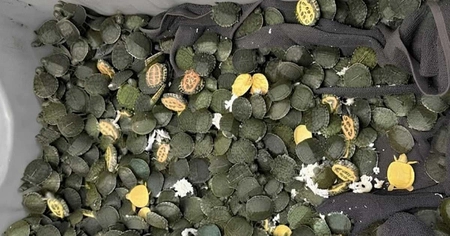 707 Red-Eared Slider Turtles Seized from Passenger's Bag at Kolkata Airport