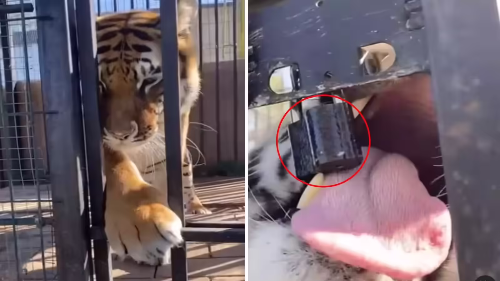 Tiger Cub Teaches a Lesson: Shocking Video of Youth's Act