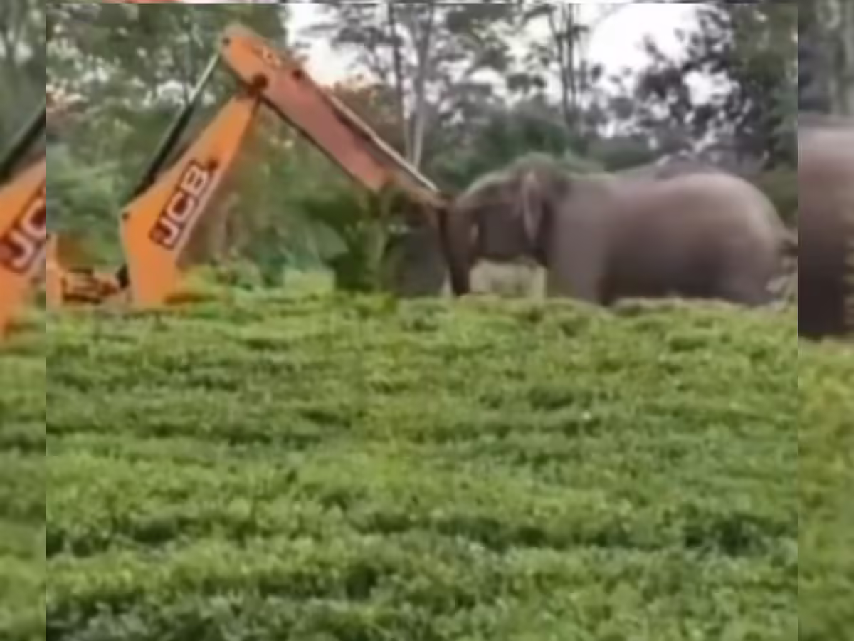 Jungle Titan vs. JCB: Who Wins? Viral Video Highlights