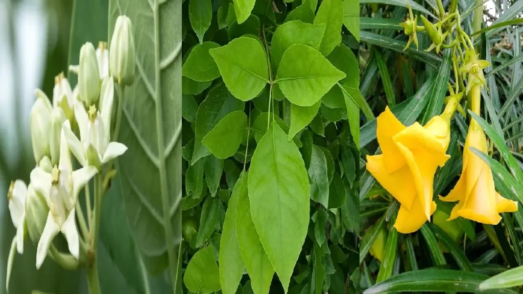 Vastu Tips: Grow These Plants for Lord Shiva in Sawan