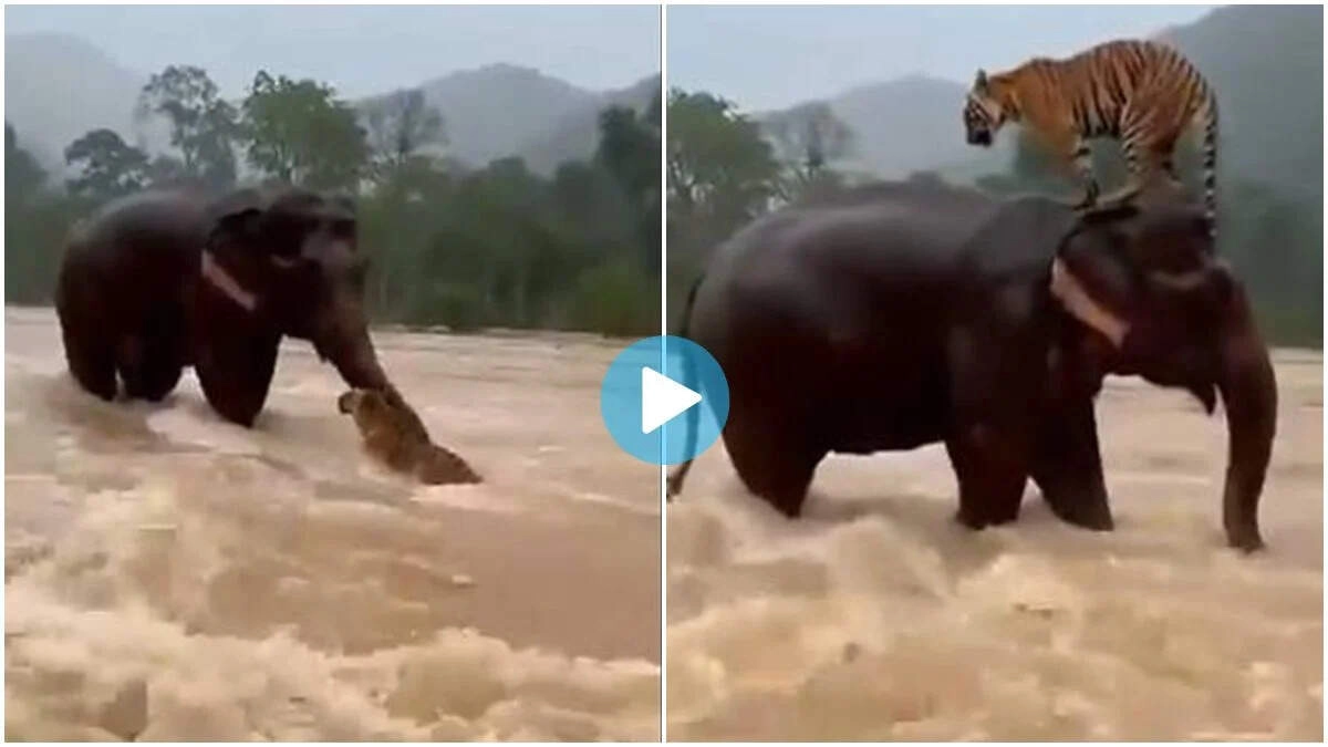 Gajaraj Saves Tiger Stuck in Rapid Water: Real Hero Emerges