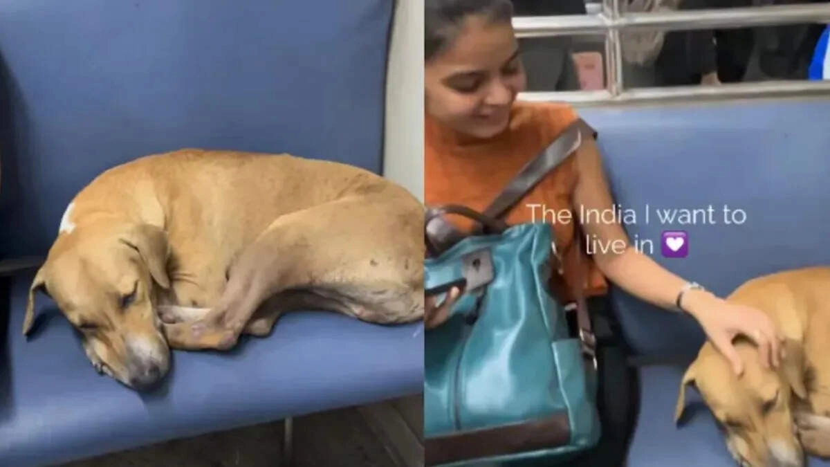 Beautiful Humanity on Mumbai Local: Dog Passengers Spread Love