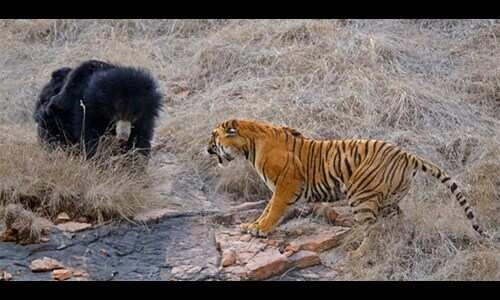 Lone Tiger Challenges Two Bears in Viral Jungle Clash Video
