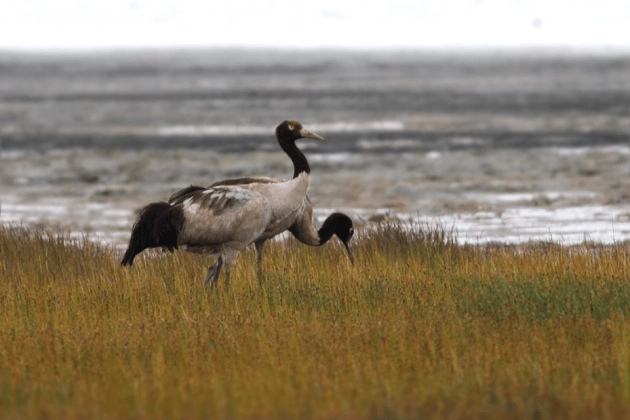 Ladakh to Host India’s First Global Black-necked Crane Festival