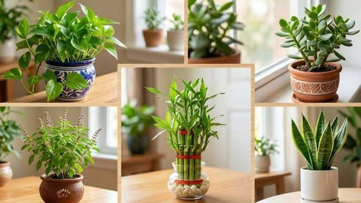5 Vastu Plants to Attract Wealth and Alleviate Financial Woes