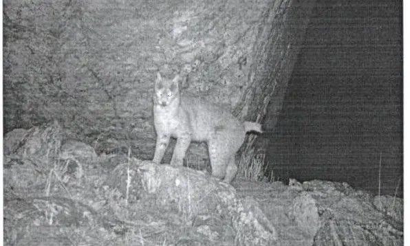 Sikkim Sees Rare Eurasian Lynx in Eastern Himalayas