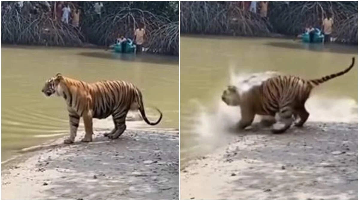 Tiger Drinking Water Attacked by Ferocious Beast – Shocking Moment