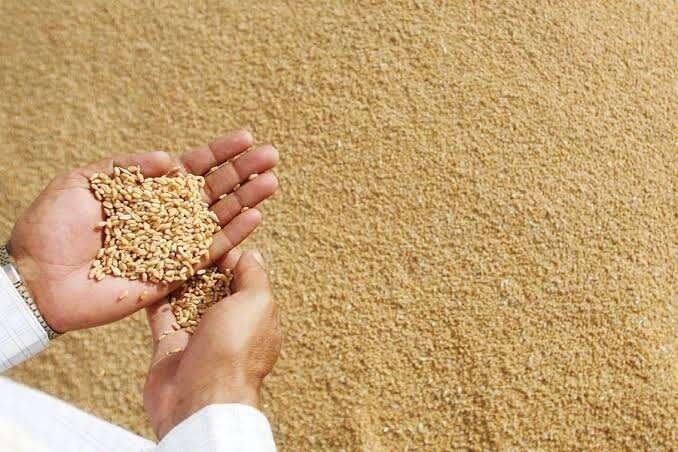 Viral Video: Unique Wheat Cleaning Hack by Village Boy