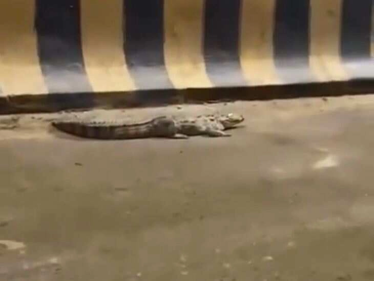 Giant Crocodile Crosses Road Amid Rain, Shocking Onlookers