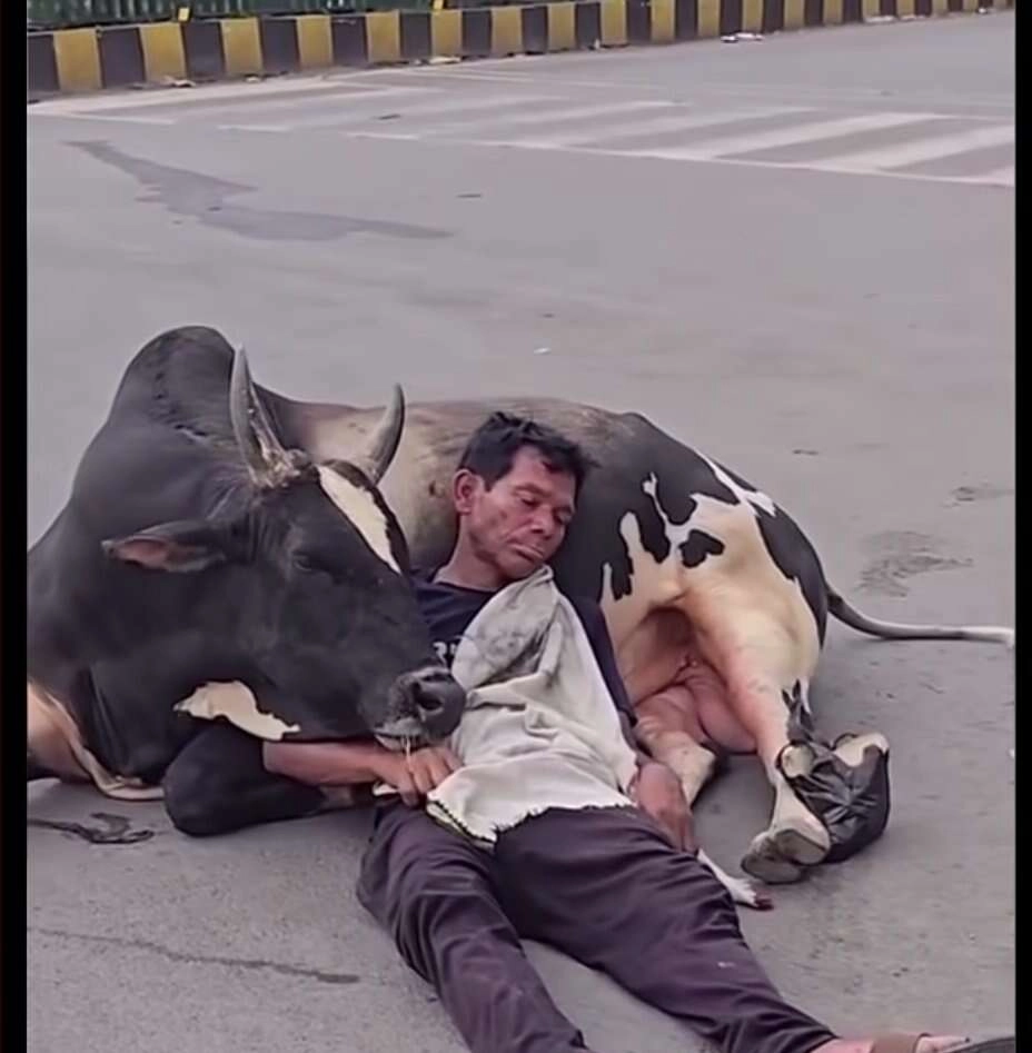 Viral Video: Man Sleeps on Road with Ferocious Bull Nearby
