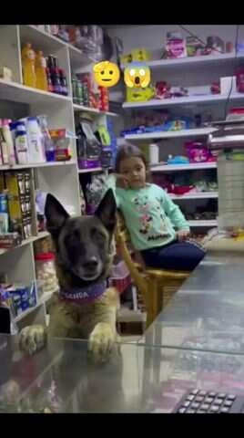 Viral Video: Dog Manages Shop Like a Human, Shocks Customers