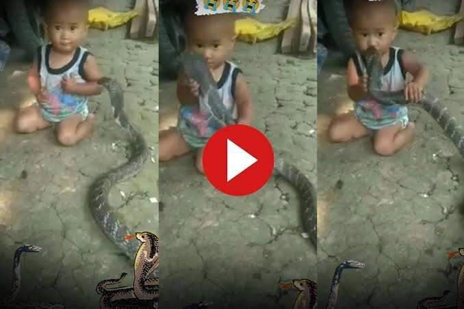 Viral Video: Child Plays with Snake, Everyone is Shocked