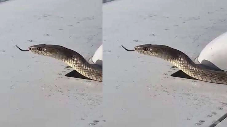 Viral Video: Black Snake Crawls on Airplane Wing Thousands of Feet Up